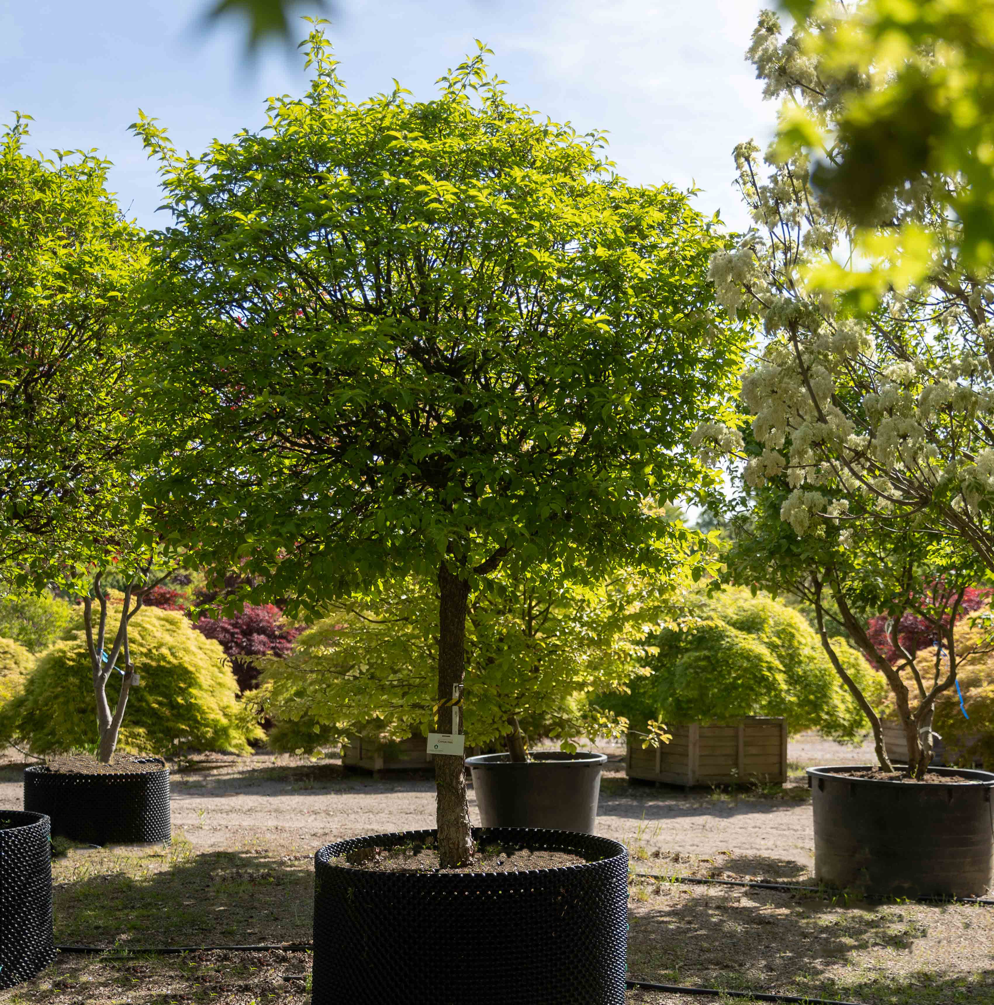 Cornus mas VJ